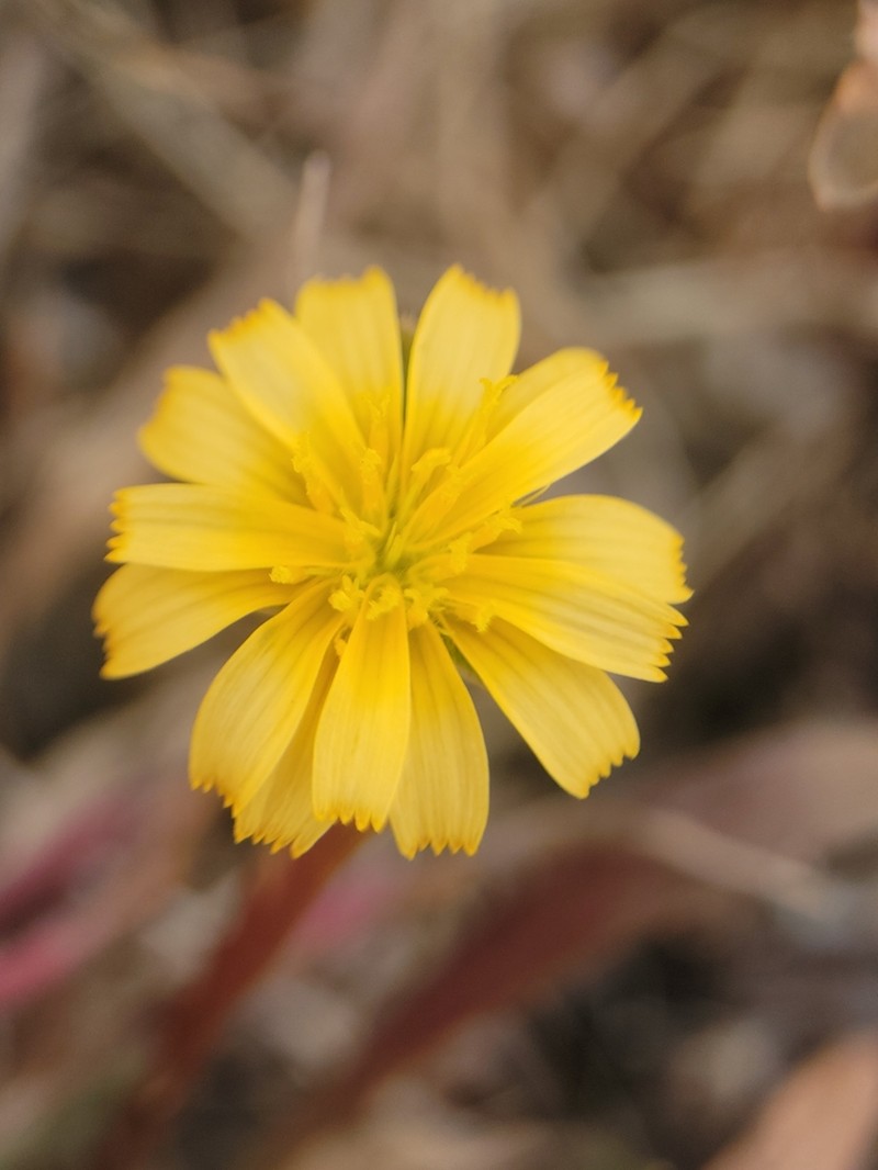 Coastal Silverpuffs photo 5