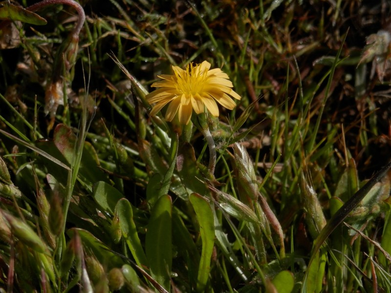 Coastal Silverpuffs photo 7