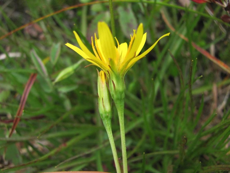 Northern Microseris