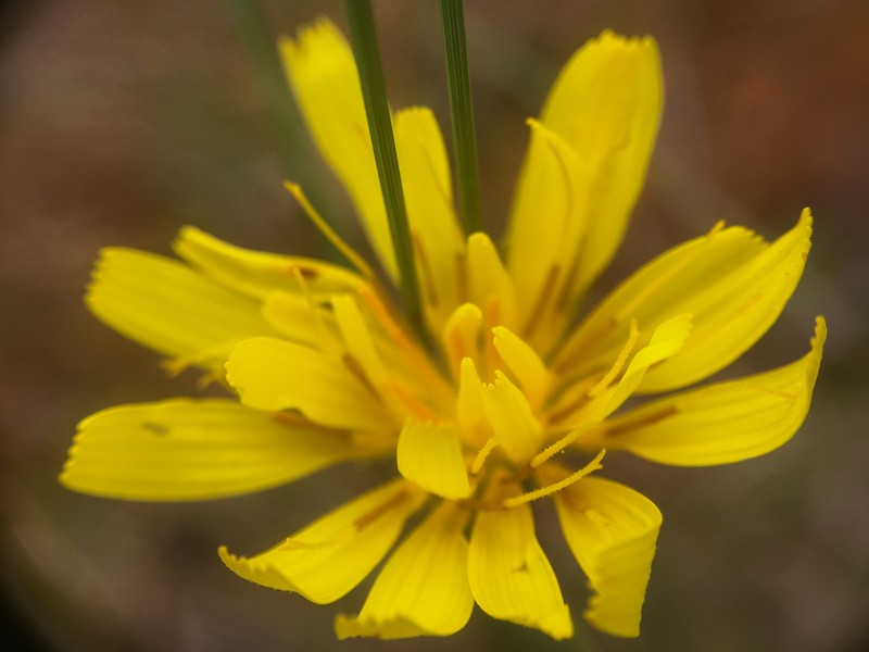 Northern Microseris photo 2