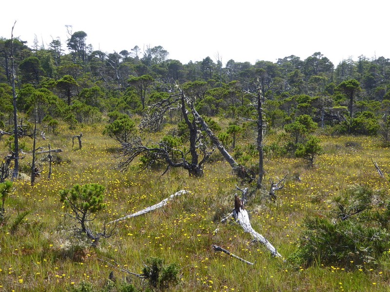 Northern Microseris photo 3
