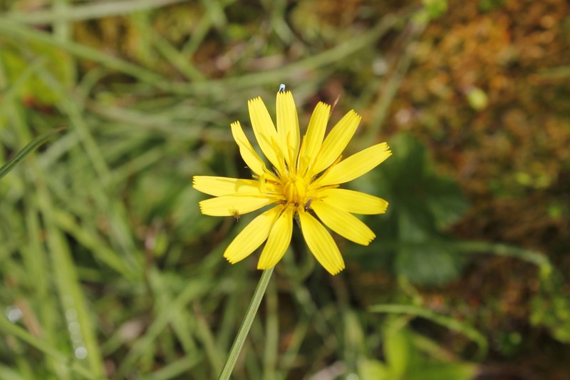Northern Microseris photo 4