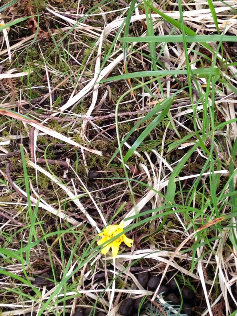 Northern Microseris photo 5