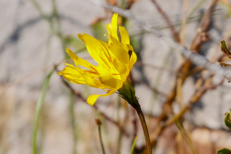 Northern Microseris photo 6