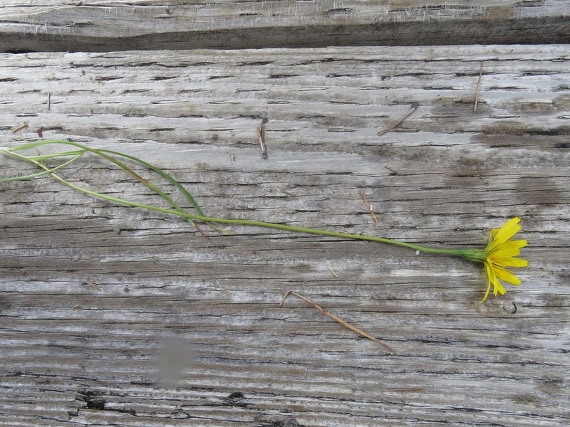 Northern Microseris photo 7