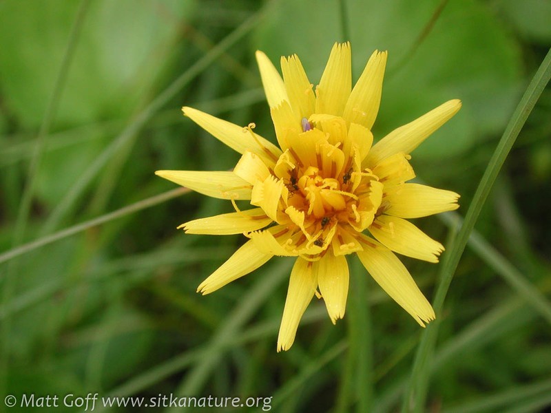 Northern Microseris photo 8