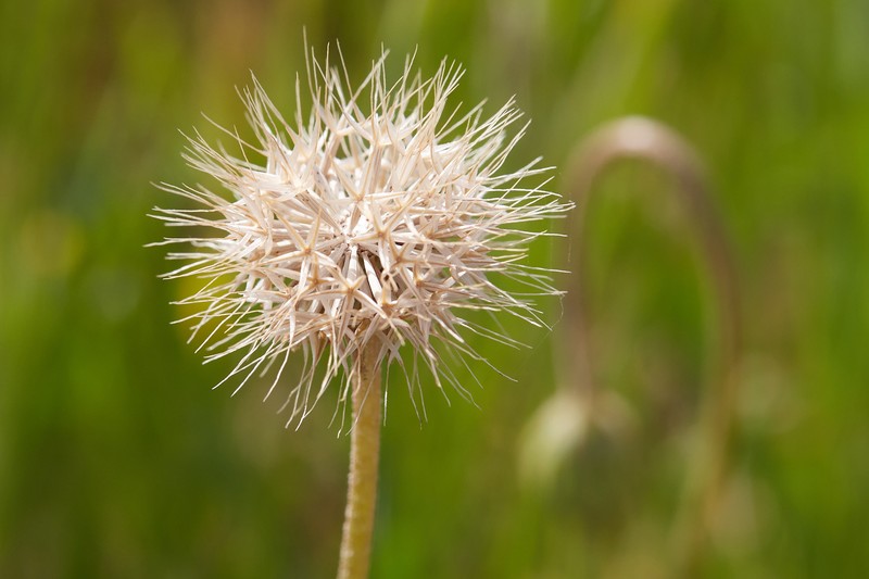 San Joaquin Silverpuffs