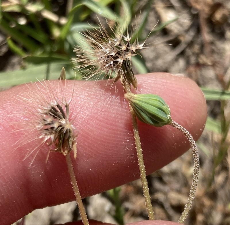 San Joaquin Silverpuffs photo 3