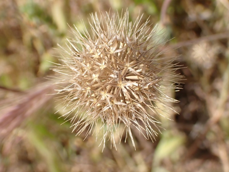 San Joaquin Silverpuffs photo 5