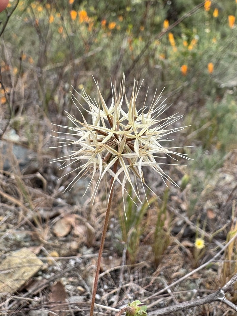Douglas' Silverpuffs photo 3