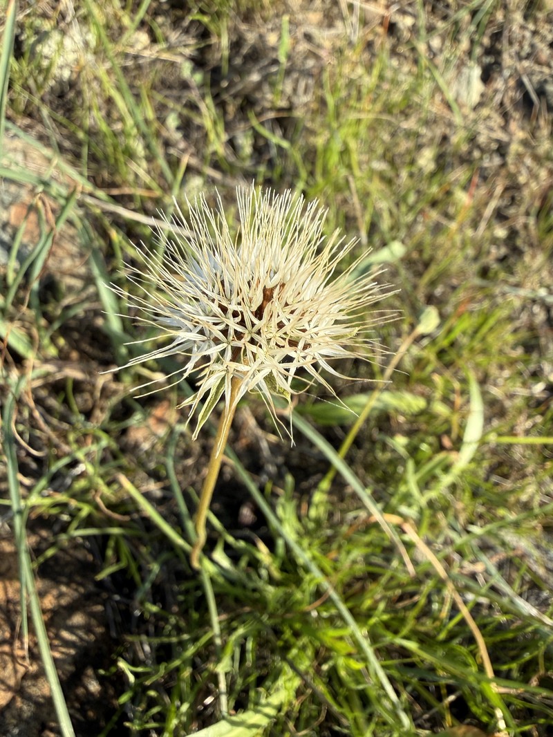 Microseris douglasii subsp. douglasii