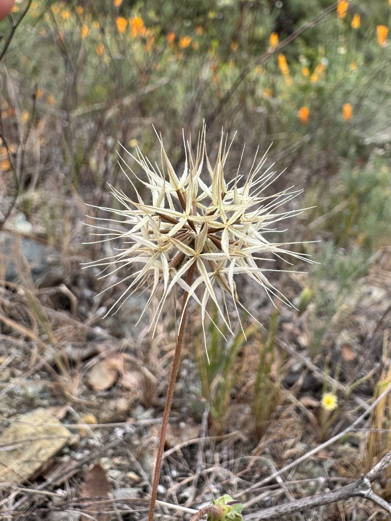 Microseris douglasii subsp. douglasii photo 2