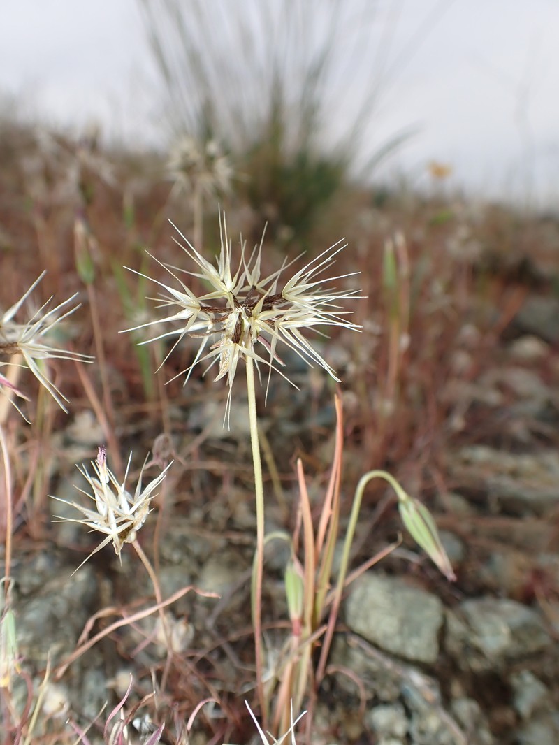 Microseris douglasii subsp. douglasii photo 3