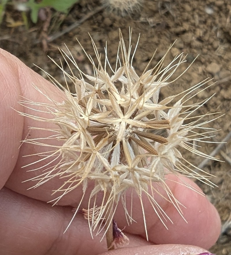 Microseris douglasii subsp. douglasii photo 4