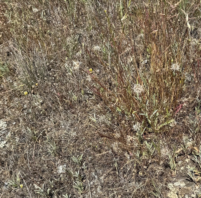 Microseris douglasii subsp. douglasii photo 5