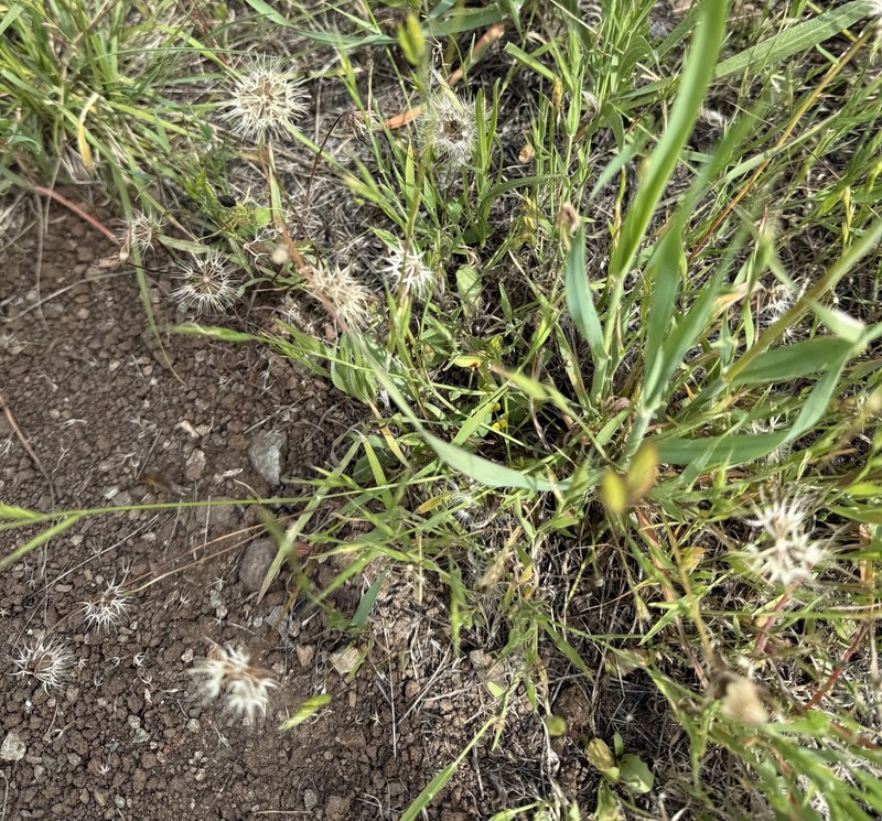 Microseris douglasii subsp. douglasii photo 6