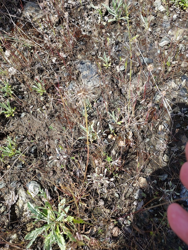 Microseris douglasii subsp. douglasii photo 7