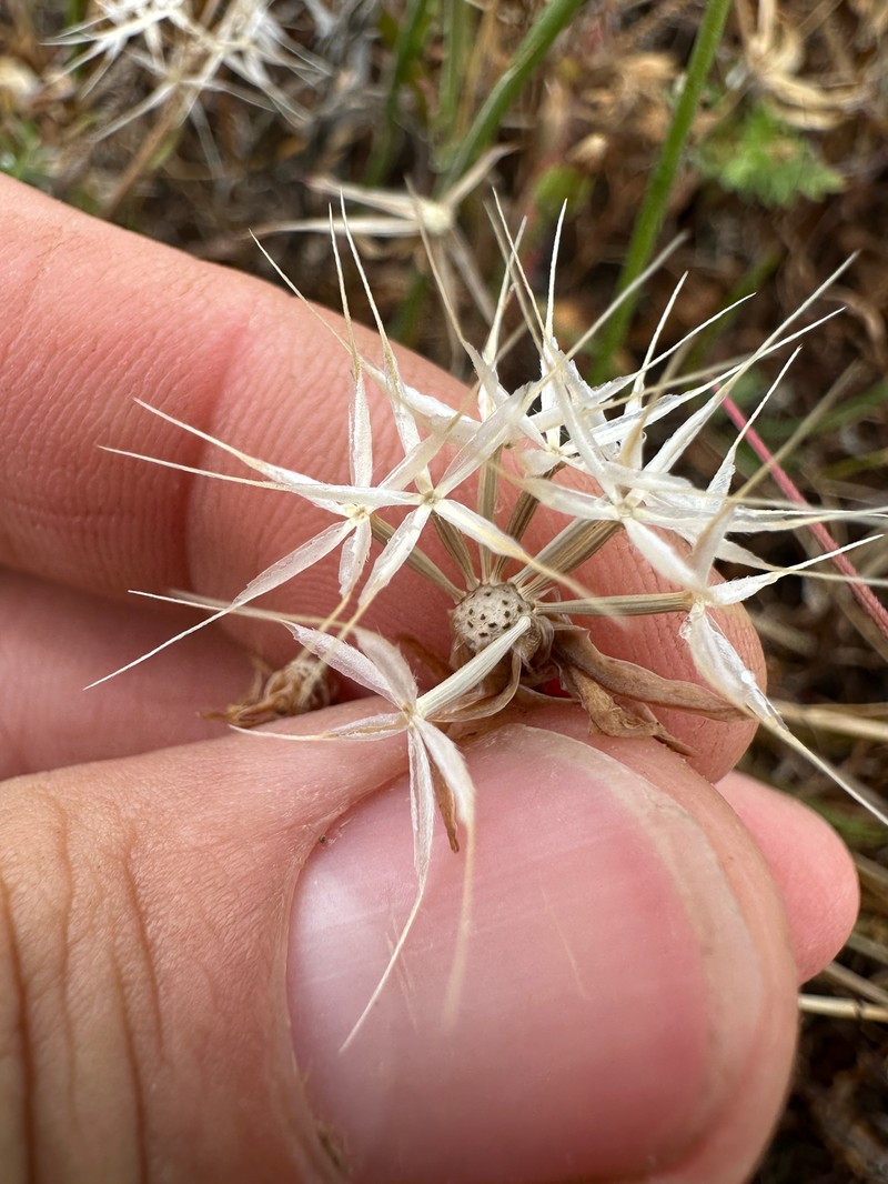 Microseris douglasii subsp. douglasii photo 8