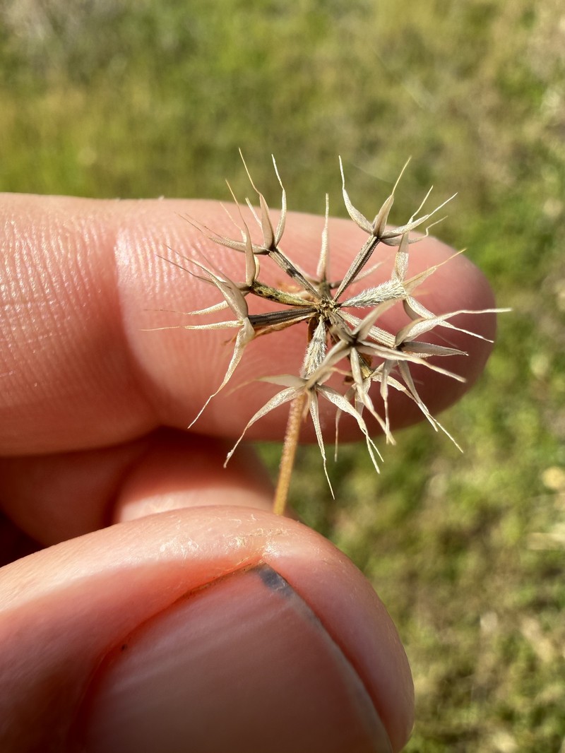 Microseris douglasii subsp. platycarpha
