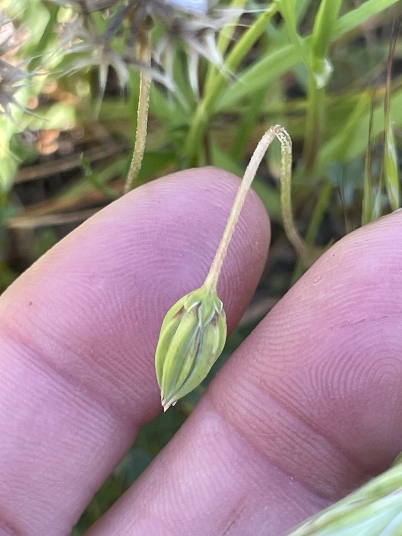 Microseris douglasii subsp. platycarpha photo 2