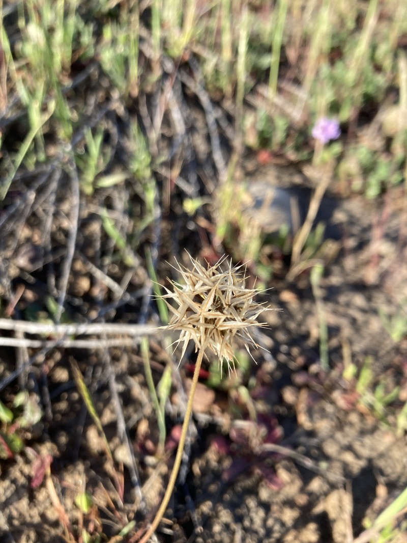 Microseris douglasii subsp. platycarpha photo 3
