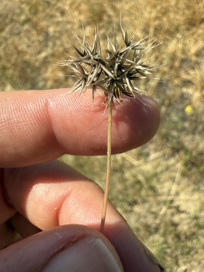 Microseris douglasii subsp. platycarpha photo 4