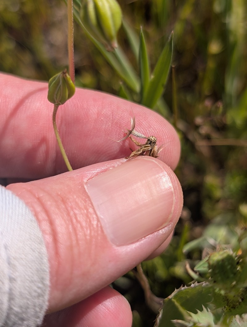 Microseris douglasii subsp. platycarpha photo 5