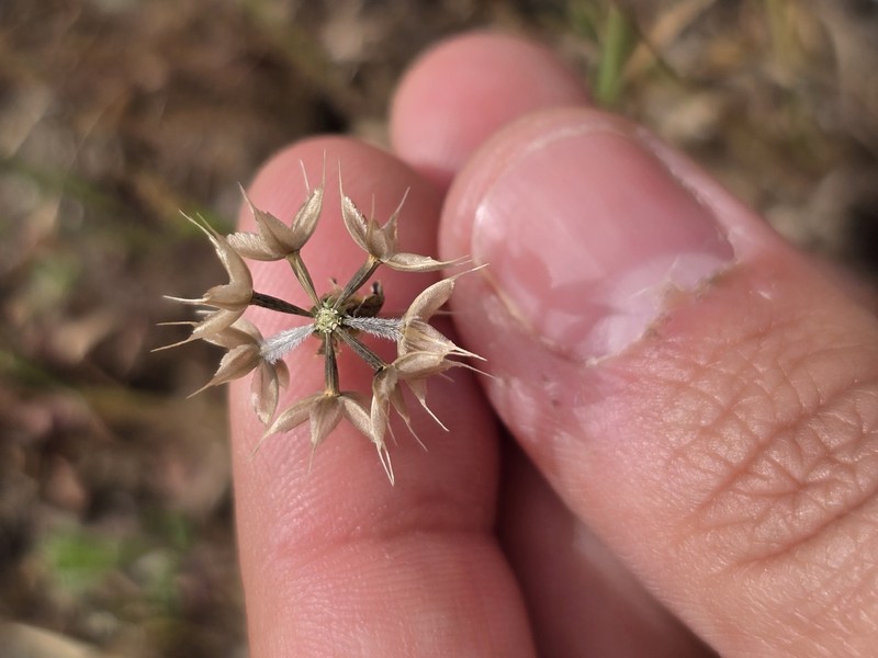 Microseris douglasii subsp. platycarpha photo 6