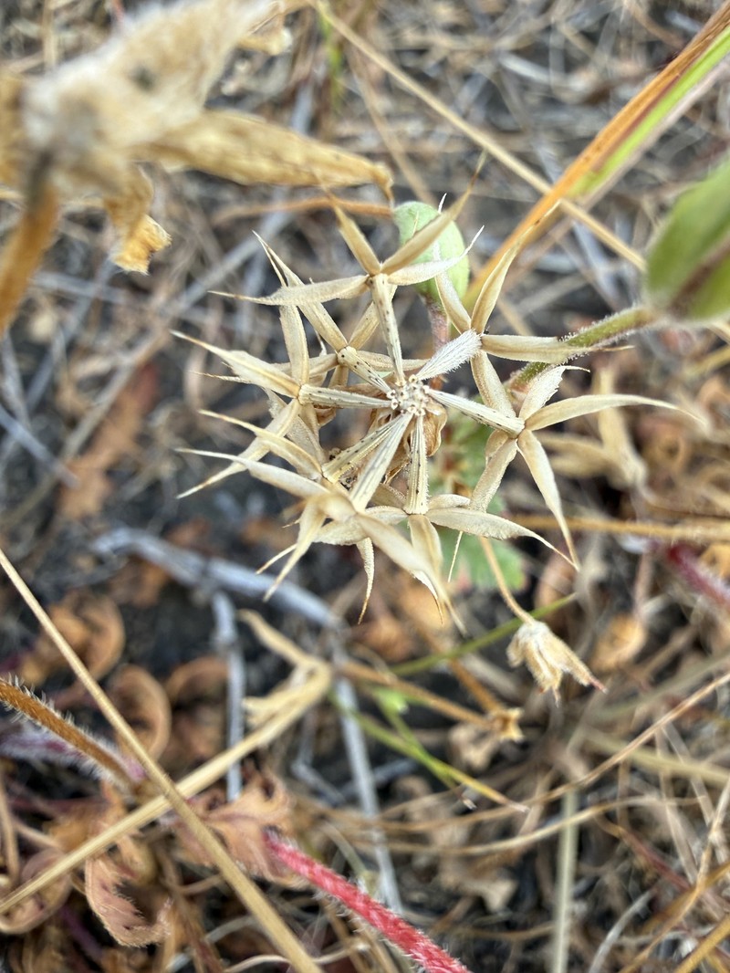 Microseris douglasii subsp. platycarpha photo 7