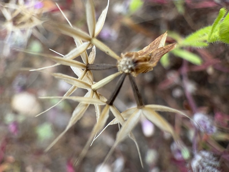 Microseris douglasii subsp. platycarpha photo 8