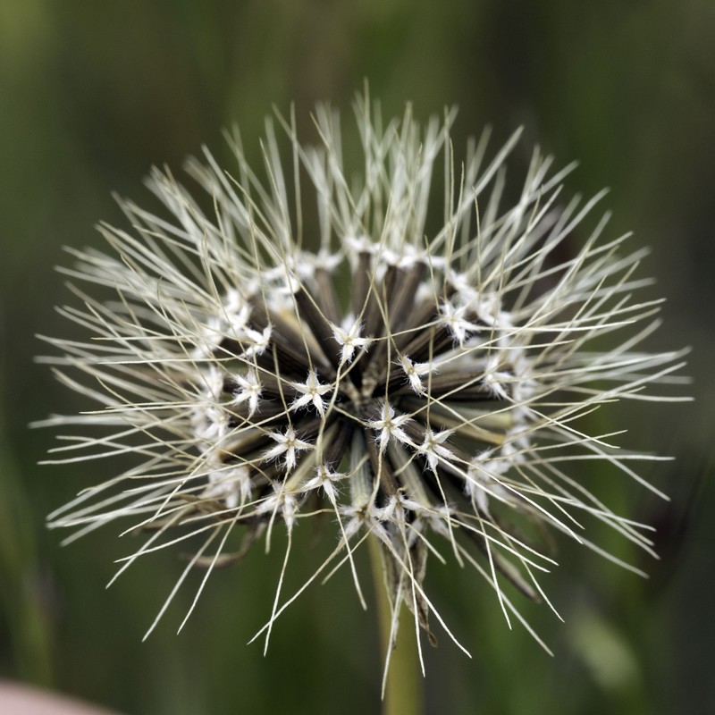 Microseris douglasii subsp. tenella