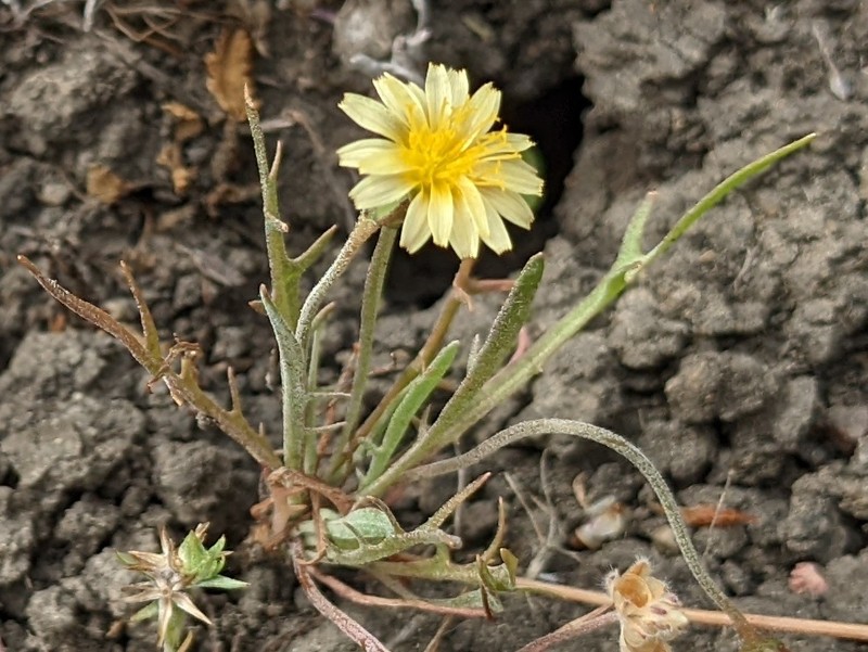 Microseris douglasii subsp. tenella photo 2