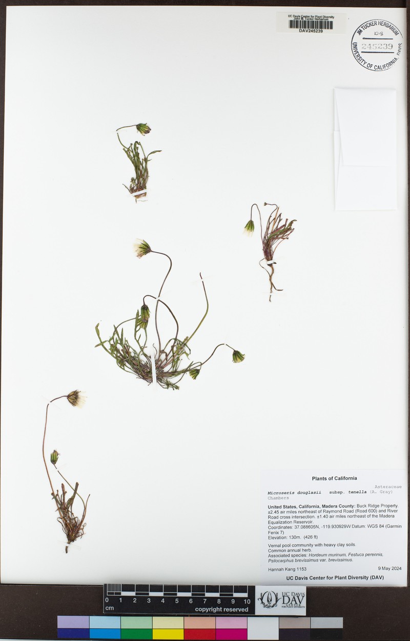 Microseris douglasii subsp. tenella photo 3