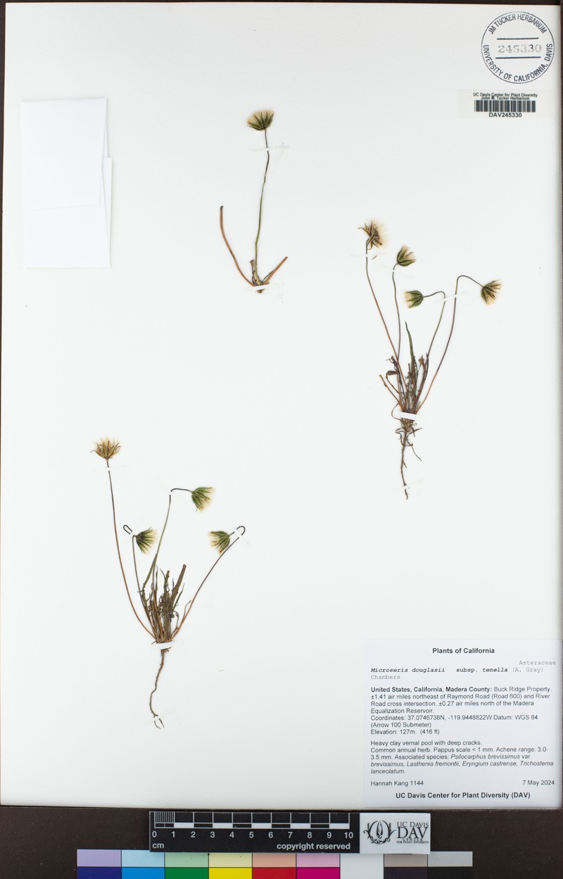 Microseris douglasii subsp. tenella photo 4