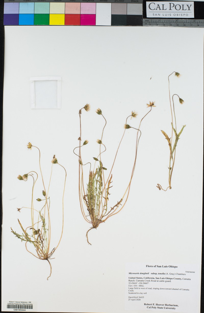 Microseris douglasii subsp. tenella photo 5