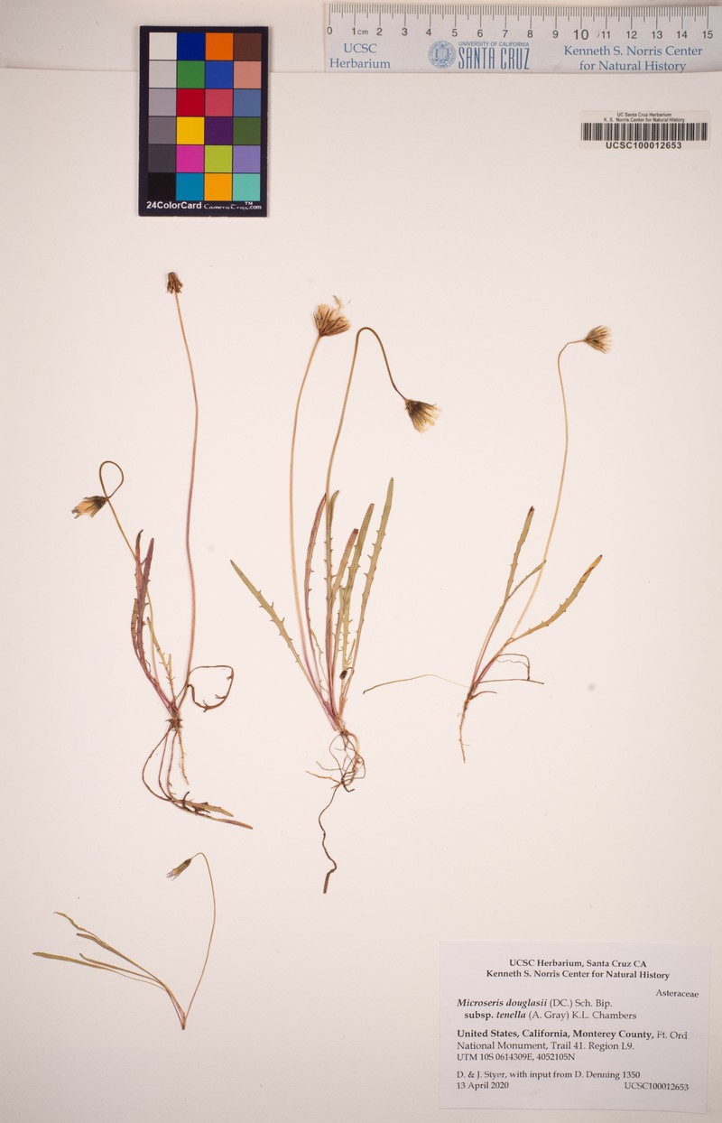 Microseris douglasii subsp. tenella photo 6