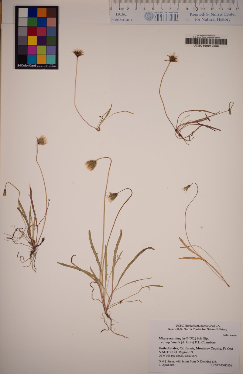 Microseris douglasii subsp. tenella photo 7