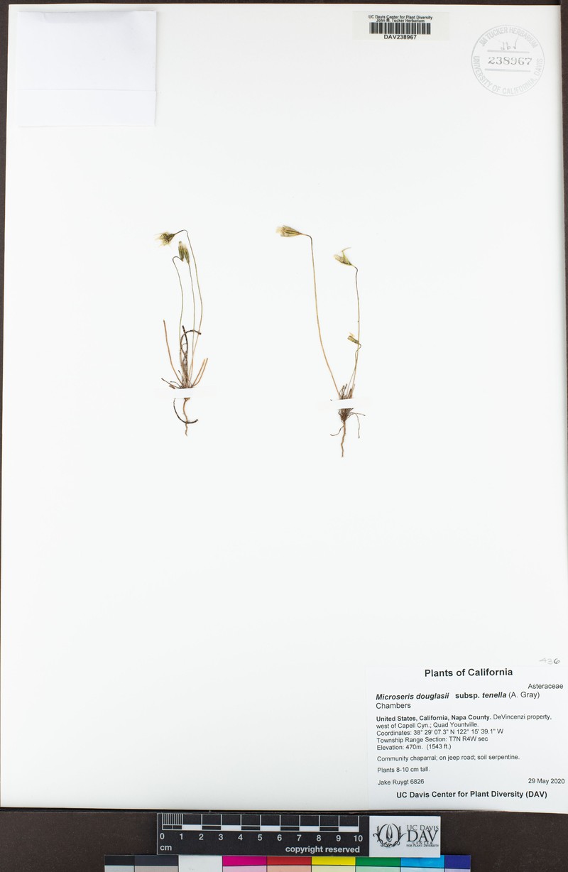 Microseris douglasii subsp. tenella photo 8