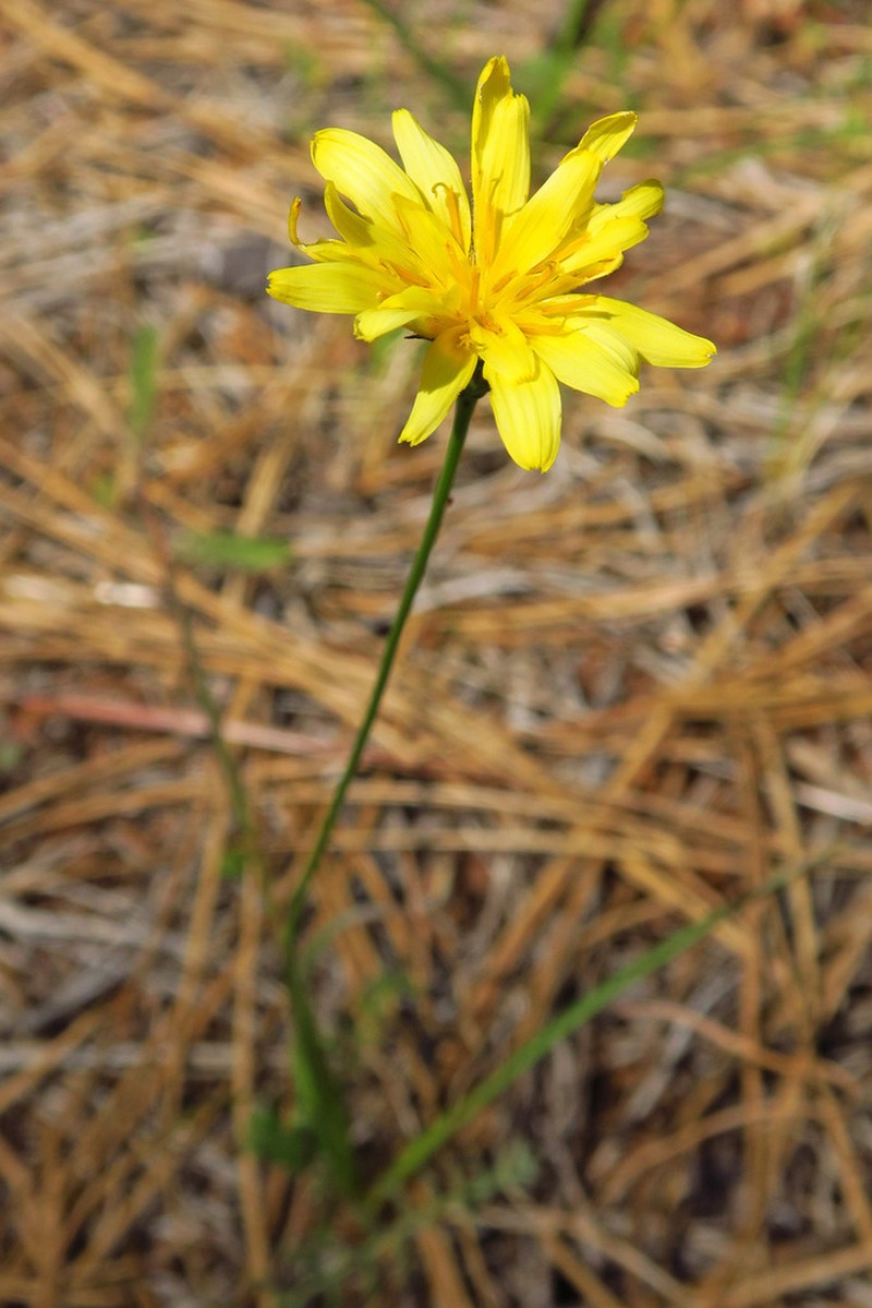Howell's Silverpuffs photo 3