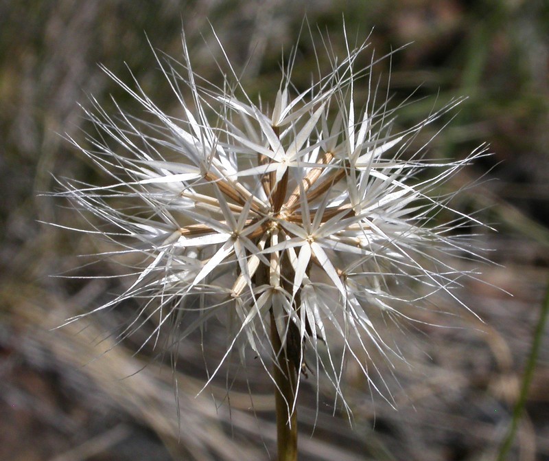 Howell's Silverpuffs photo 6