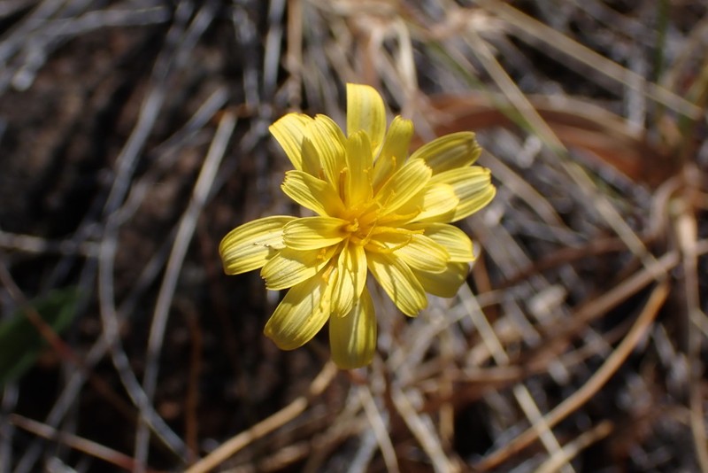 Howell's Silverpuffs photo 8