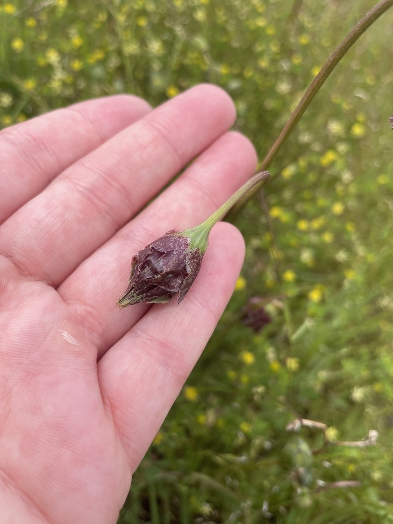 Cutleaf Silverpuffs photo 7