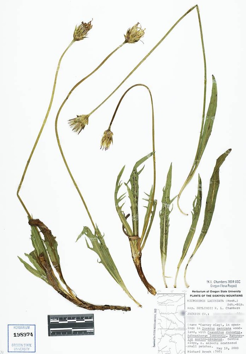 Microseris laciniata subsp. detlingii