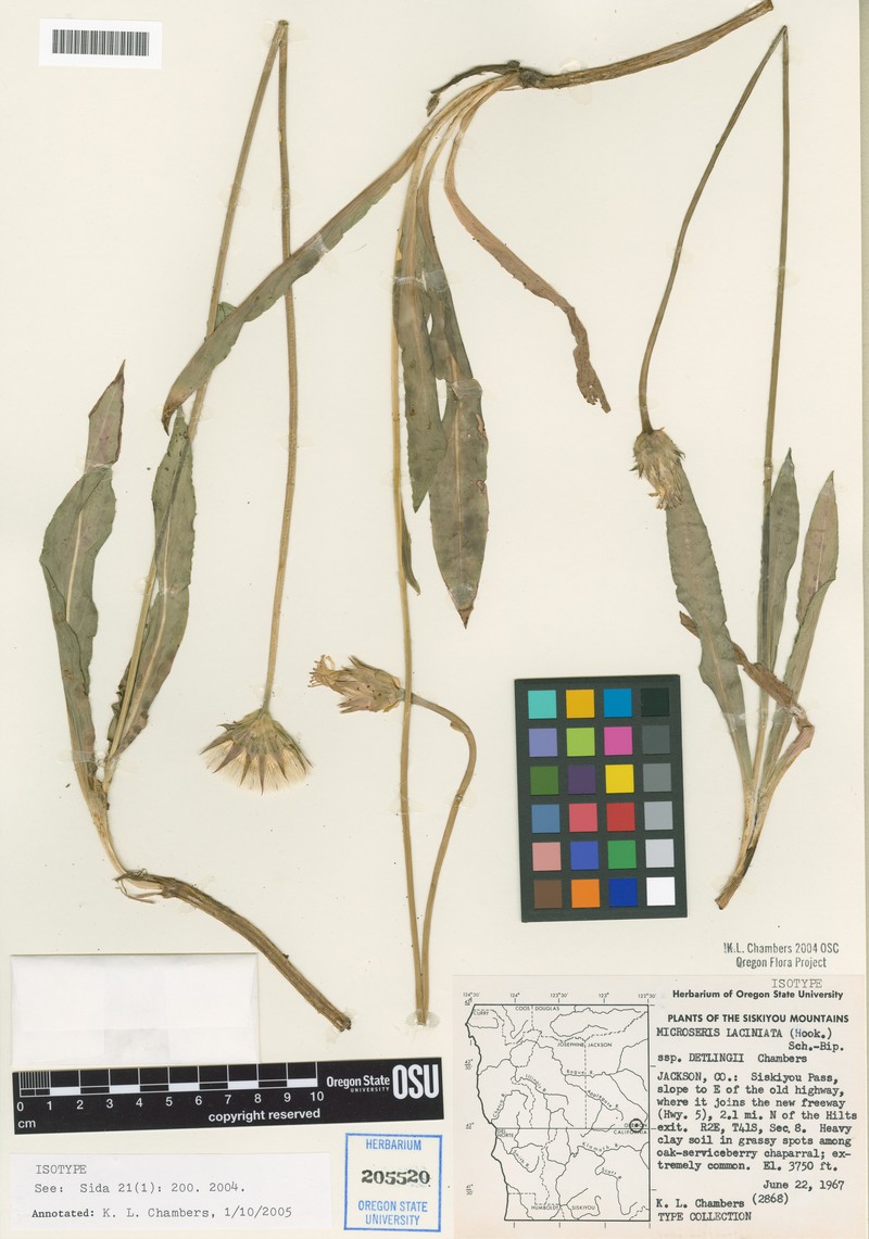 Microseris laciniata subsp. detlingii photo 2