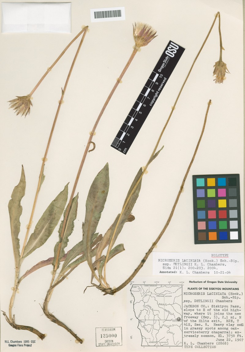 Microseris laciniata subsp. detlingii photo 3
