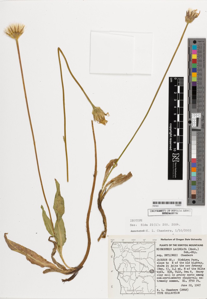Microseris laciniata subsp. detlingii photo 4