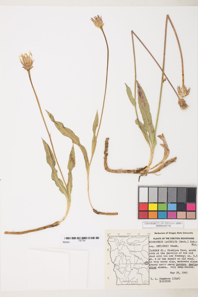 Microseris laciniata subsp. detlingii photo 5