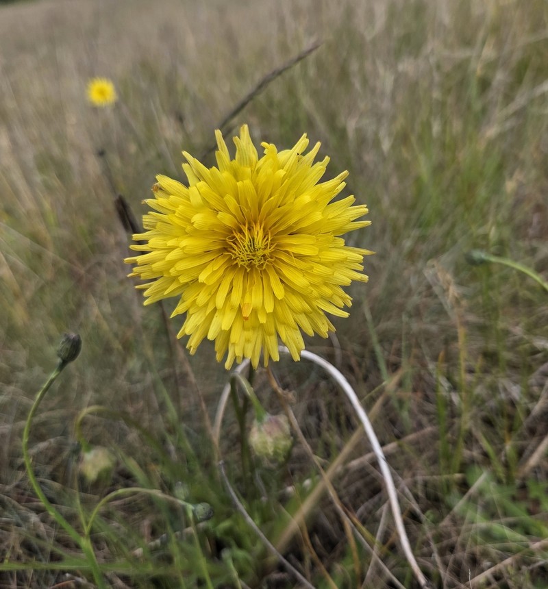 Microseris laciniata subsp. laciniata