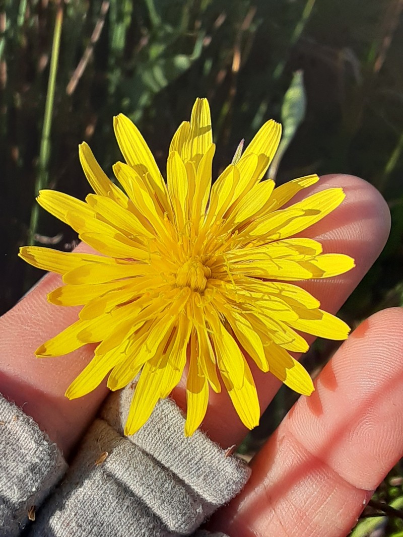 Microseris laciniata subsp. laciniata photo 4