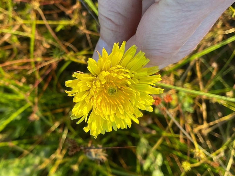 Microseris laciniata subsp. laciniata photo 5
